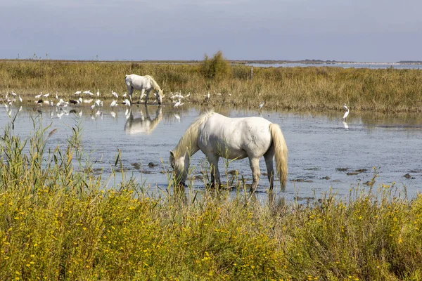 Fransa, 2024-09-19. Camargue, Fransa 'da beyaz atlar. Fotoğraf: Jean-Marc Vigneres