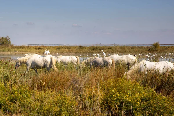 Fransa, 2024-09-19. Camargue, Fransa 'da beyaz atlar. Fotoğraf: Jean-Marc Vigneres