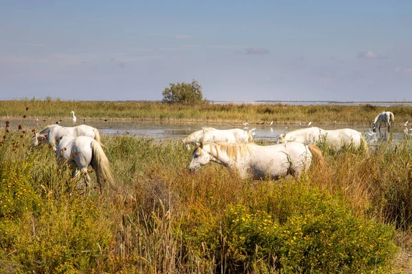 Fransa, 2024-09-19. Camargue, Fransa 'da beyaz atlar. Fotoğraf: Jean-Marc Vigneres