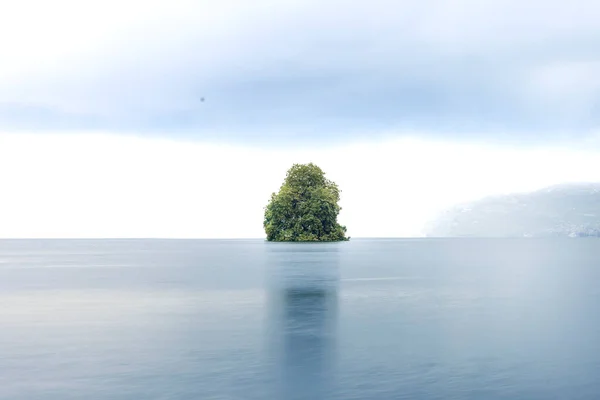 sUISSE,2024-09-05. Cenevre Gölü 'nün ortasındaki yalnız ağaç. Fotoğraf: Jean-Marc Vigneres.