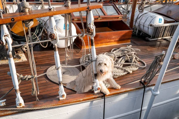 İspanya, 2024-05-09. Yelkenlideki köpek. Fotoğraf: Jean-Marc Vigneres.