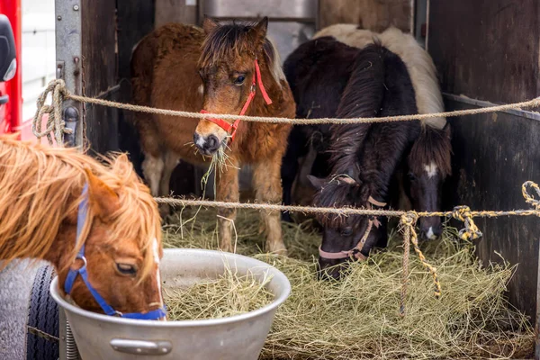 Espelette, Fransa, 2025-01-25. Espelette festivalinde çömlek. Fotoğraf: Jean-Marc Vigneres.