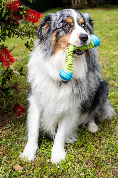 Fransa, 2024-05-03. Avustralya çoban köpeği mavi merle oyuncağıyla. Fotoğraf: Jean-Marc Vigneres.