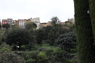 Monako parkından doğa bitkileri, seyahat yerleri.