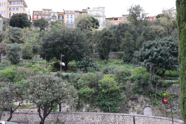 Monako parkından doğa bitkileri, seyahat yerleri.