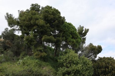 Monako parkından doğa bitkileri, seyahat yerleri.