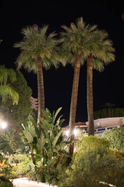 Monako parkından doğa bitkileri, seyahat yerleri.