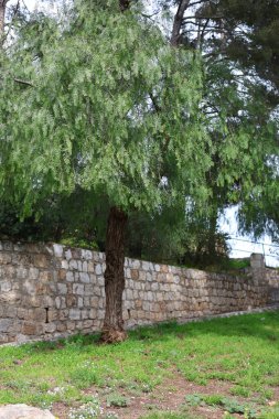 Monako parkından doğa bitkileri, seyahat yerleri.