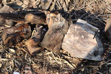 Yakacak odun yığını, kırsal alanda.