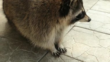 Rakun etobur memelilerin bir türüdür. Parktaki komik hayvan, kafes..