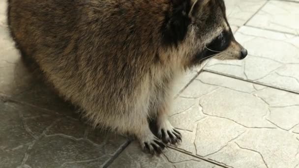 Raccoon är ett släkte av köttätande däggdjur. Roliga odjur i parken, bur. — Stockvideo