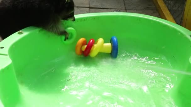 Guaxinim engraçado brinca com um brinquedo na bacia verde de água. Outro animal nas proximidades — Vídeo de Stock