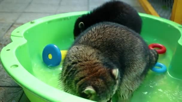 En grupp skojiga tvättbjörnar leker med leksaker i grönt bassängvatten. Roliga spel djur — Stockvideo