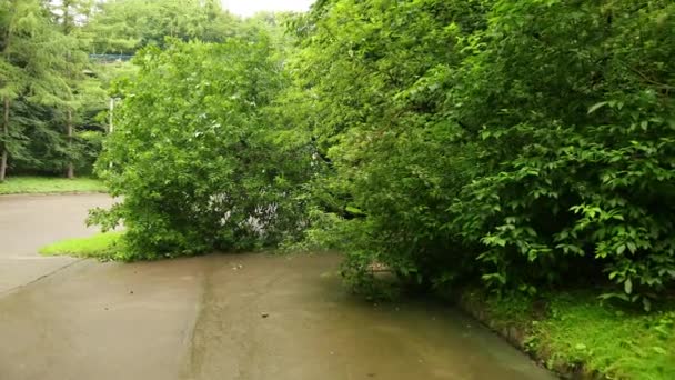 Şehir parkında ağaçlar devrildi yaz asfalt yolu, yol boyunca dallar parçalandı. — Stok video
