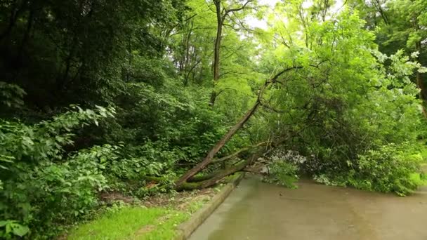 Árbol cayó parque de la ciudad camino de asfalto de verano, ramas destrozadas a través de la ruta — Vídeos de Stock