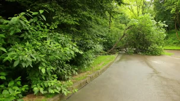 Tree fell down city park summer asphalt path, branches shattered across route — Stock Video