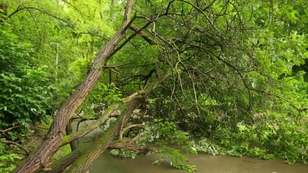 Albero caduto parco cittadino estate asfalto sentiero, rami frantumati lungo il percorso — Video Stock