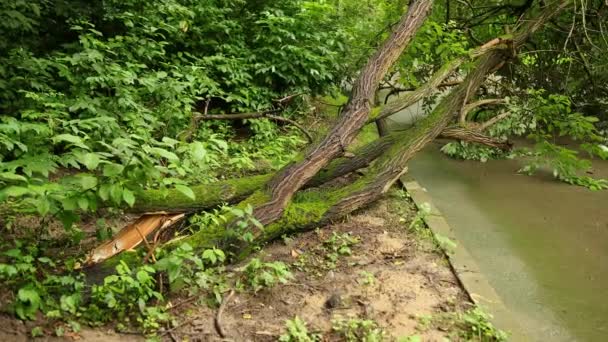 Дерево рухнуло городской парк летняя асфальтовая дорожка, ветви разлетелись по маршруту — стоковое видео