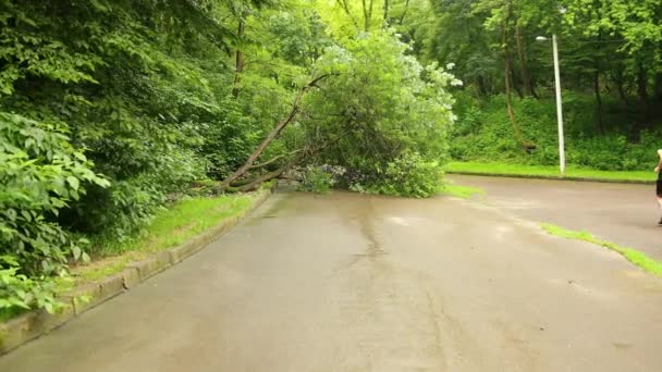 Pohon tumbang di taman kota jalur aspal musim panas, cabang hancur di seluruh rute — Stok Video