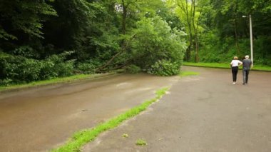 Şehir parkında ağaçlar devrildi yaz asfalt yolu, yol boyunca dallar parçalandı.