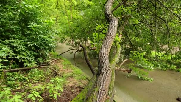 Baum stürzte auf Sommerasphaltweg im Stadtpark, Äste zersplitterten auf der gesamten Strecke — Stockvideo