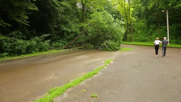 Strom spadl dolů do městského parku letní asfaltová stezka, větve roztříštěné přes cestu — Stock video