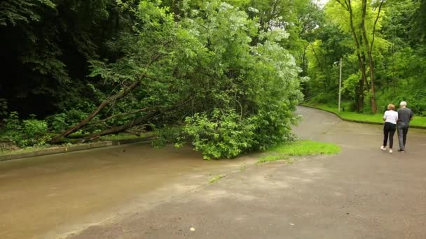 Şehir parkında ağaçlar devrildi yaz asfalt yolu, yol boyunca dallar parçalandı. — Stok video