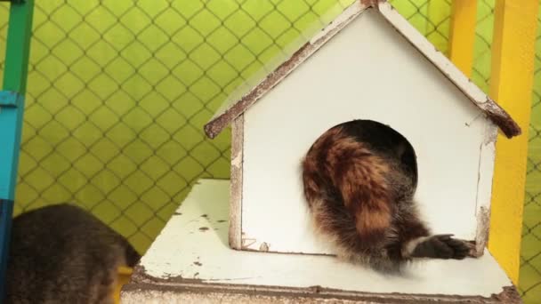 Urban raccoons nesting in home, portrait of raccoon relaxing wooden house — Stock Video