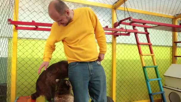 Krabbenfressender Waschbär Procyon cancrivorus stiehlt Touristen ein Essen. Charaktere. — Stockvideo