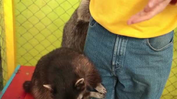 Mans ausgestreckte Hand reicht einem Waschbär. Tierpflegekonzept, kleines Wildkokonjunges — Stockvideo