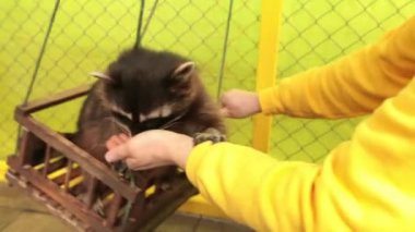 Mans temas hayvanat bahçesinde salıncakta sallanan rakunları elle besliyor..