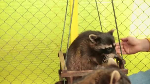 Mans Hand füttert Waschbär im Kontaktzoo, der auf einer Schaukel schaukelt. — Stockvideo