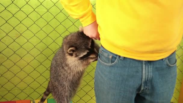 Krabbenfressender Waschbär Procyon cancrivorus stiehlt Touristen ein Essen. Charaktere. — Stockvideo