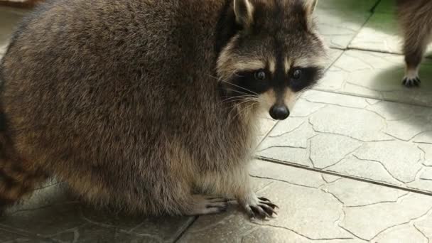 Raccoon är ett släkte av köttätande däggdjur. Roliga odjur i parken, bur. — Stockvideo