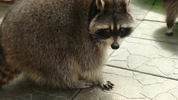 Mapache es un género de mamíferos carnívoros. Bestia divertida en el parque, jaula. — Vídeos de Stock