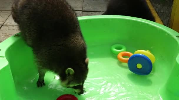 有趣的浣熊在绿色的水盆里玩玩具.附近的另一种动物 — 图库视频影像