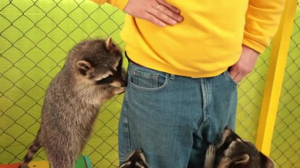 Crab-eating raccoon procyon cancrivorus steals a food tourists in. Characters. — Stock Video