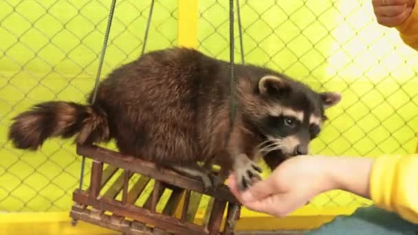 Mans mano alimenta procione in zoo contatto che oscilla su un'altalena. — Video Stock