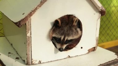 Vahşi yaşam bakım kavramları. Doğal ışık. Güzel komik rakun uykulu oturuyor.