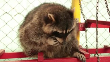 Meyve yiyen rakun. Sevimli bebek rakun kurabiyeleri besler. Hayvanın ön görüntüsü