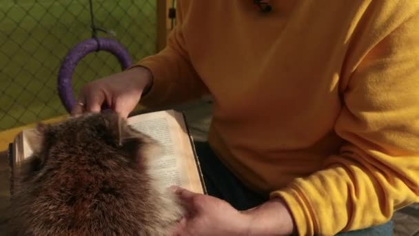 Netter Waschbär liest großes Buch. Zoo. Kleiner Waschbär studiert ein Lehrbuch — Stockvideo