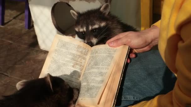 Lindo mapache leyendo un libro grande. Zoológico. Pequeño estudiante de mapache estudia un libro de texto — Vídeo de stock