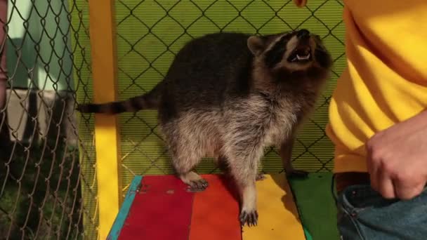 Крабоедный енот канкриворус крадет еду у туристов в зоопарке. — стоковое видео