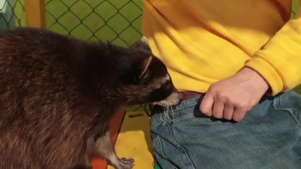 Crab-eating raccoon procyon cancrivorus steals a food from tourists at the zoo. — Stock Video