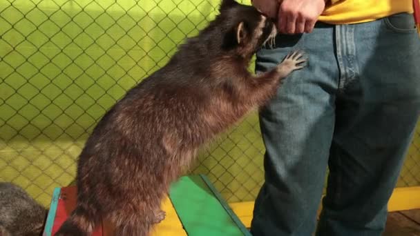 Guaxinim que come caranguejo procyon cancrivorus rouba uma comida de turistas no zoológico. — Vídeo de Stock