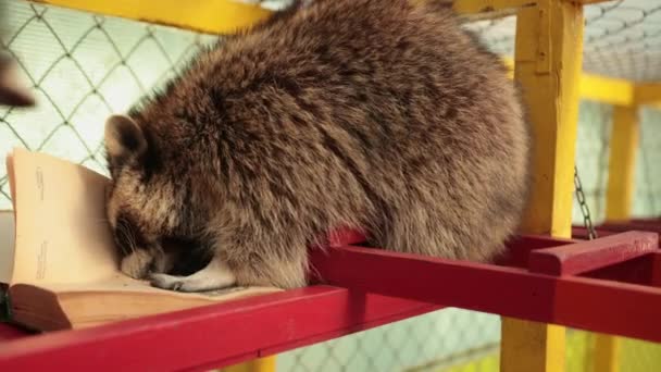 Netter Waschbär liest großes Buch. Zoo. Kleiner Waschbär studiert ein Lehrbuch — Stockvideo