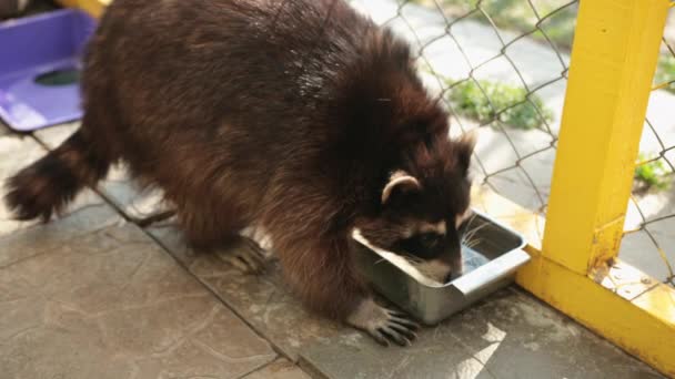 Mapache bebiendo agua de un primer plano bebedor. Animales en zoológico, animales sedientos — Vídeo de stock