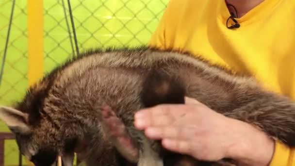 Mapache comiendo fruta. Adorable bebé mapache alimenta galletas. Vista frontal del animal — Vídeos de Stock