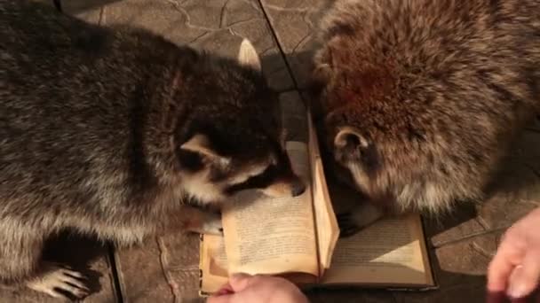 Lindo mapache leyendo un libro grande. Zoológico. Pequeño estudiante de mapache estudia un libro de texto — Vídeo de stock