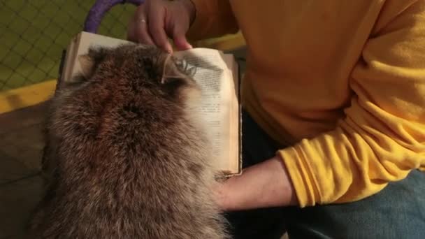 Милый енот читает большую книгу. Зоопарк. Маленький студент-енот изучает учебник — стоковое видео